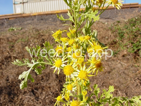 ragwort, tansy